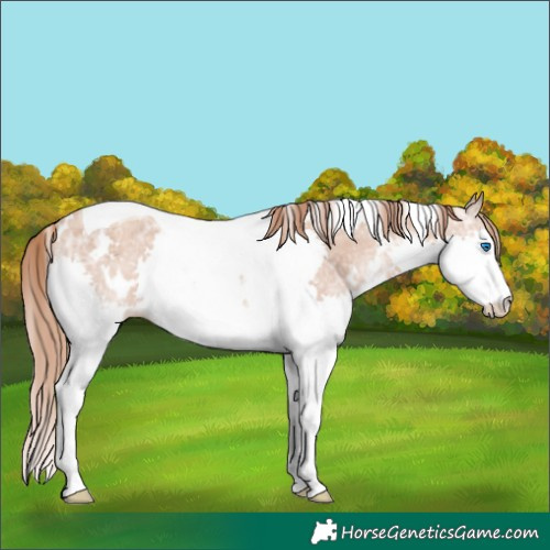 Horse Color:White Spotted Gold Champagne Ice Splash Tobiano Rabicano 