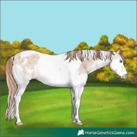 Horse Color:White Spotted Gold Champagne Ice Splash Tobiano Rabicano
