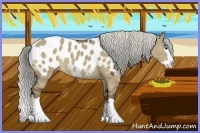 Horse Color:Liver Red Dun Splash Appaloosa 