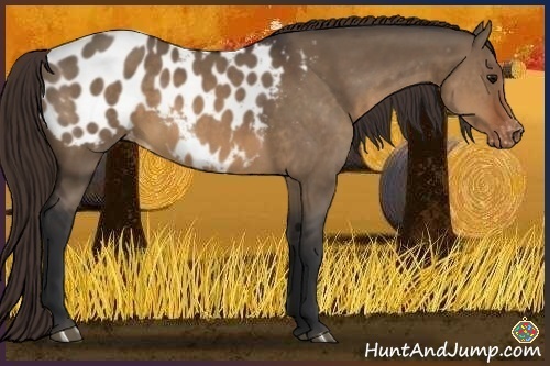 Horse Color:Brown Dun Appaloosa Rabicano 