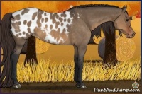 Horse Color:Brown Dun Appaloosa Rabicano