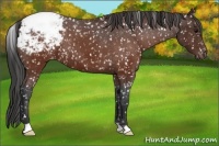 Horse Color:Brown Appaloosa