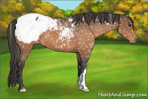 Horse Color:Buckskin Snowcap