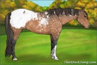 Horse Color:Buckskin Snowcap