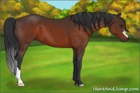 Horse Color:Brown 