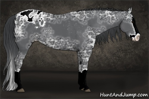 Horse Color:Black Ice Sabino Splash Appaloosa 