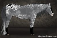 Horse Color:Black Ice Sabino Splash Appaloosa 