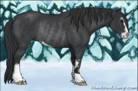 Horse Color:Black Sabino Rabicano