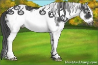 Horse Color:White Spotted Smoky Black Frame Rabicano