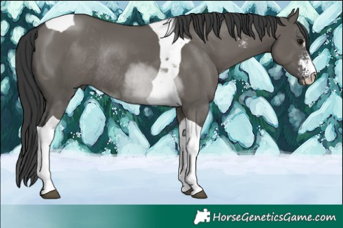 Horse Color:Grullo Sabino Tobiano Rabicano 