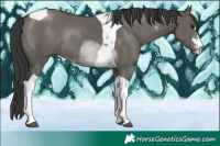 Horse Color:Grullo Sabino Tobiano Rabicano 
