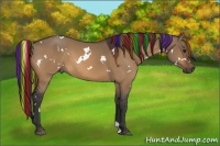 Horse Color:Painted White Spotted Bay Dun 