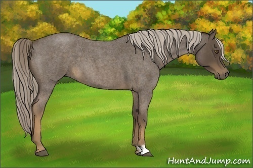 Horse Color:Chocolate Palomino Roan 