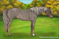 Horse Color:Chocolate Palomino Roan