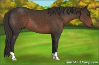 Horse Color:Liver Chestnut 