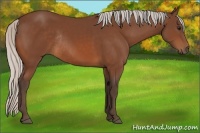 Horse Color:Silver Bay Rabicano