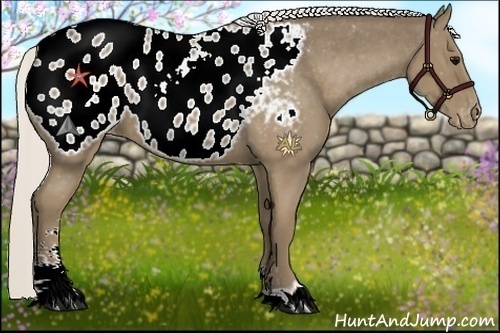 Horse Color:Silver Smoky Black Sabino Appaloosa