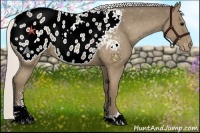 Horse Color:Silver Smoky Black Sabino Appaloosa 