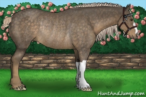Horse Color:Chocolate Palomino Rabicano