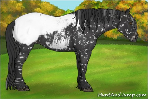 Horse Color:Gray Liver Red Roan Appaloosa 