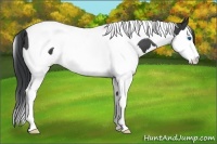 Horse Color:Black Sabino Splash Tobiano