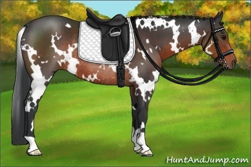 Horse Color:White Spotted Brown Rabicano