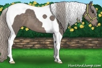 Horse Color:Silver Black Tobiano