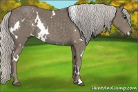 Horse Color:White Spotted Silver Smoky Black Rabicano