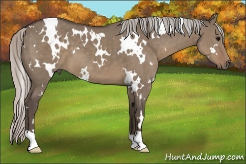Horse Color:White Spotted Silver Grullo 
