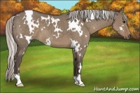 Horse Color:White Spotted Silver Grullo