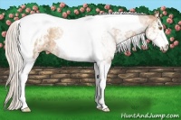 Horse Color:White Spotted Silver Brown Pearl Tobiano Rabicano