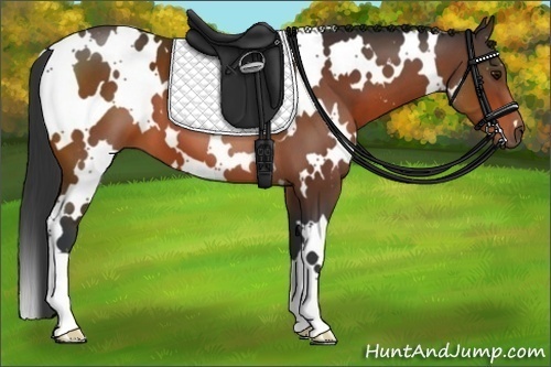 Horse Color:White Spotted Bay