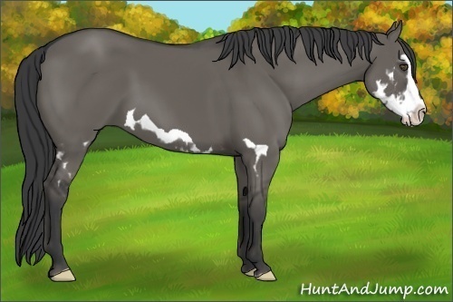 Horse Color:Grullo Splash Frame