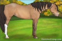 Horse Color:Sable Champagne 