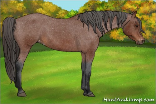 Horse Color:Gray Bay Appaloosa 