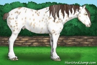 Horse Color:White Spotted Sable Champagne Appaloosa