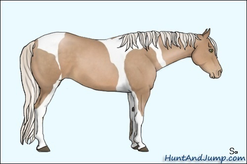 Horse Color:Silver Black Pearl Sabino Tobiano Frame