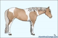 Horse Color:Silver Black Pearl Sabino Tobiano Frame