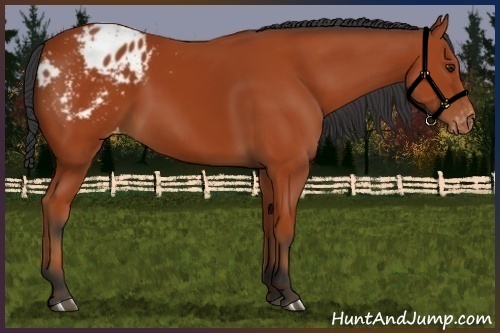 Horse Color:Bay Appaloosa