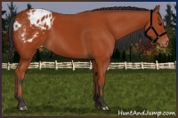 Horse Color:Bay Appaloosa