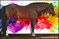 Horse Color:Bay Sabino 