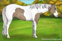 Horse Color:Silver Grullo Sabino Splash Tobiano Frame 