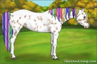 Horse Color:Painted Silver Bay Dun Tobiano Appaloosa Rabicano 
