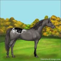 Horse Color:Grullo Appaloosa 
