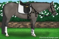 Horse Color:Grullo 