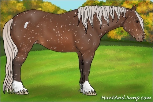 Horse Color:Silver Brown Snowflake Varnish