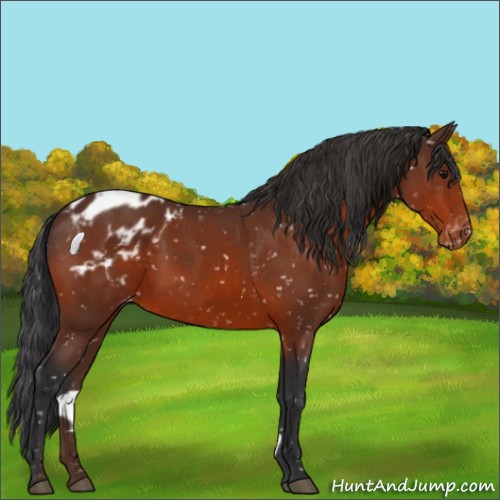 Horse Color:Brown Appaloosa 