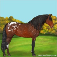 Horse Color:Brown Appaloosa 