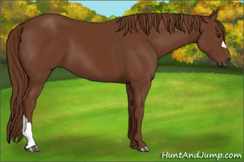 Horse Color:Gray Chestnut 