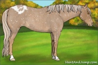 Horse Color:Palomino Roan Appaloosa 